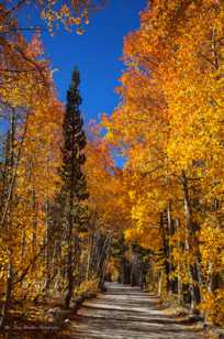 Aspens along North Lake road-0261